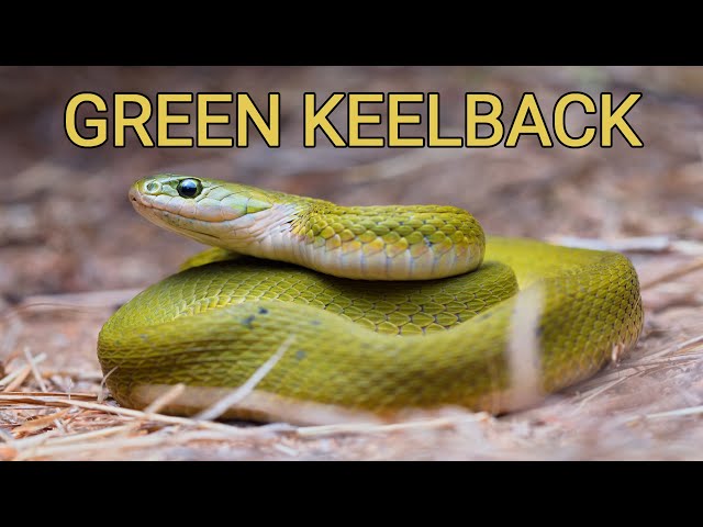 Green keelback from India, a poisonous and venomous snake?