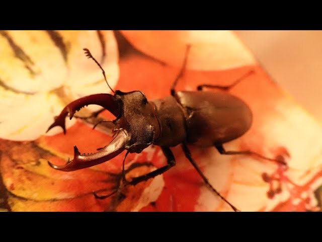 Nature for beginners: The stag beetle "Alles Roger"