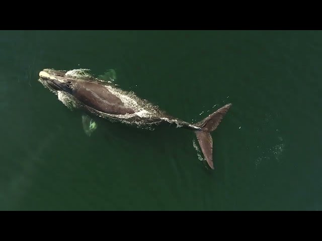 Species At Risk In Atlantic Canada – North Atlantic Right Whale