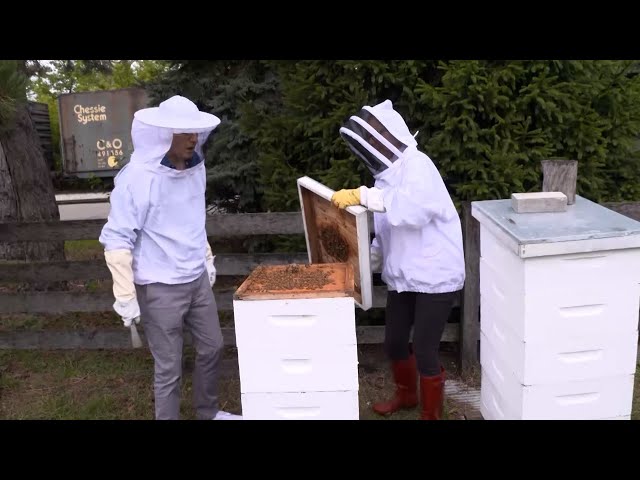 History of Beehives & Harvesting Honey | The Henry Ford’s Innovation Nation