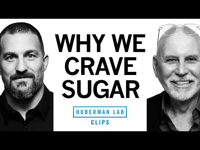 Why Do We Crave Sugar? | Dr. Charles Zuker & Dr. Andrew Huberman