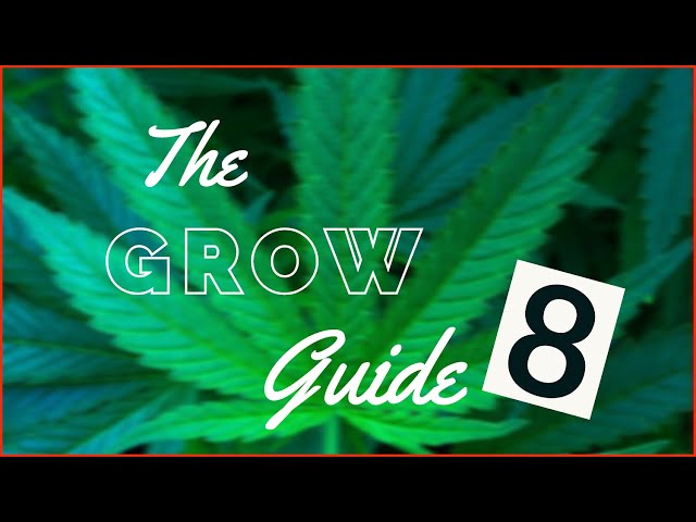 Indoor Growing Guide [08] - Phasen der Cannabis Pflanze