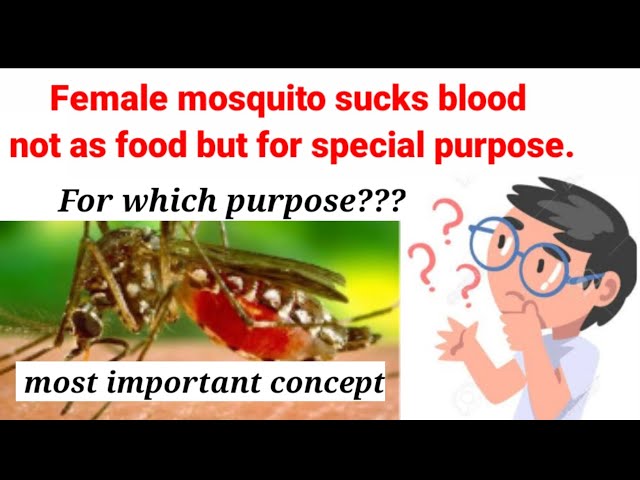 Why female mosquito sucks blood|malaria| human| insect| arthropod| MDCAT| NEET