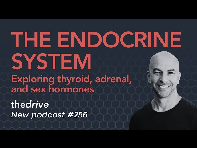 256 ‒ The endocrine system: exploring thyroid, adrenal, and sex hormones | Peter Attia, M.D.