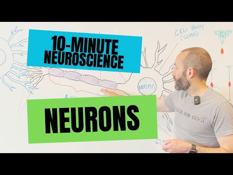 10-Minute Neuroscience