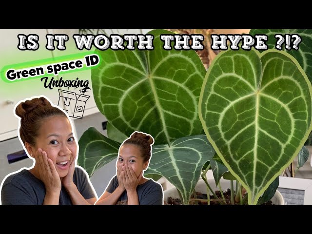 Green Space ID Review | Unboxing 📦 Is It Worth the HYPE ?!? || A girl with a garden