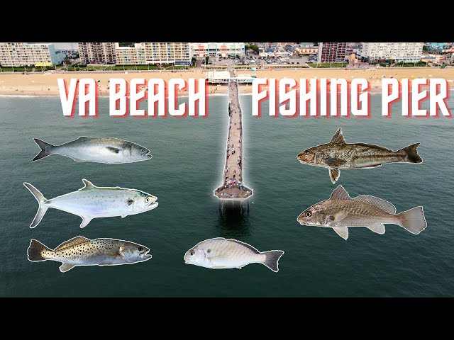 Fishing Virginia Beach Pier | Atlantic Ave VA (Mackerel, Bluefish, Weakfish, Whiting, Spot, Croaker)