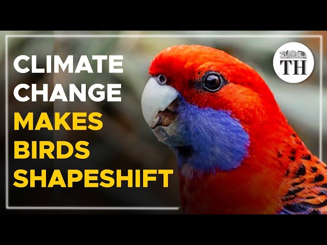 Birds and animals are shapeshifting due to climate change