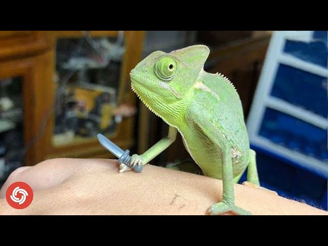 Chameleon Changing Color🦎 - Amazing Animals