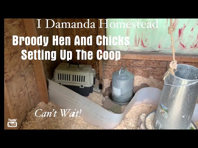 Broody Hen Raising Chicks; See How to Set Up Your Coop!