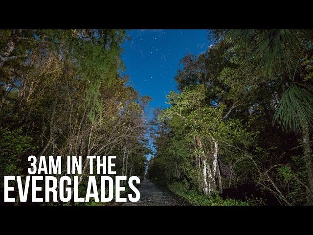 3am In The Florida Everglades