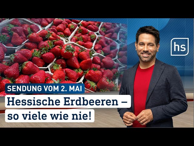 Hessische Erdbeeren – so viele wie nie! | hessenschau vom 02.05.2024