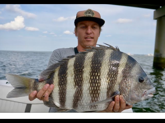 How to Catch Sheepshead! Full Sheepshead Tutorial, Tips, and How To