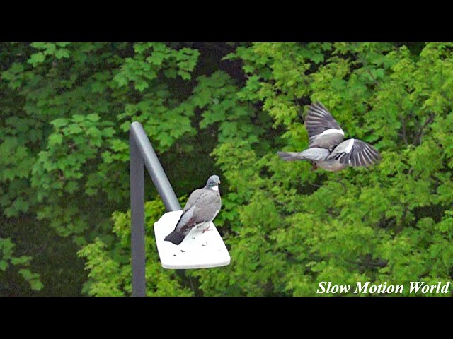 Pigeon flight- Slow Motion World #shorts
