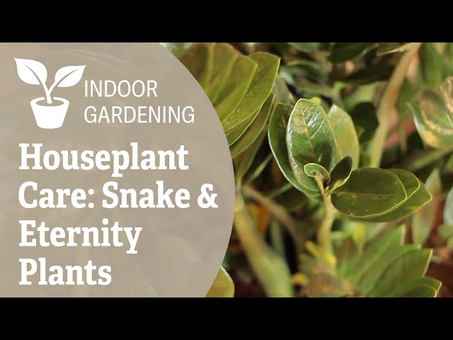 Houseplant Care: Snake & Eternity Plants