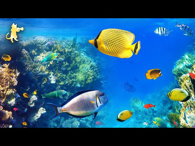 Breathtaking Coral Reef Fish & Ocean Wonders 🐠 Relaxing Aquarium Music for Sleep, Meditation & Yoga