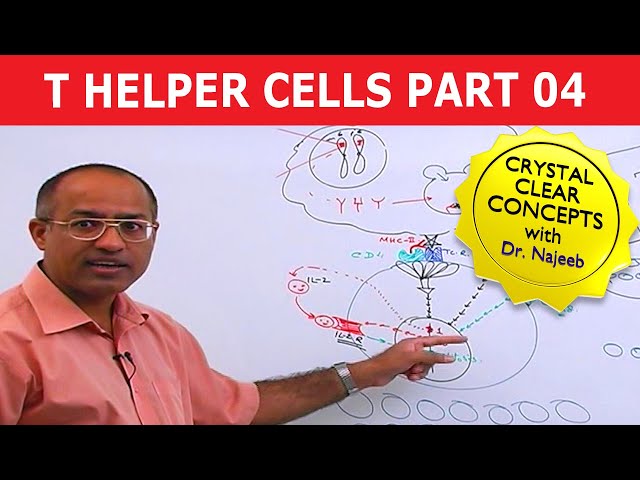 T Helper Cells | Immunology | Part 4/10