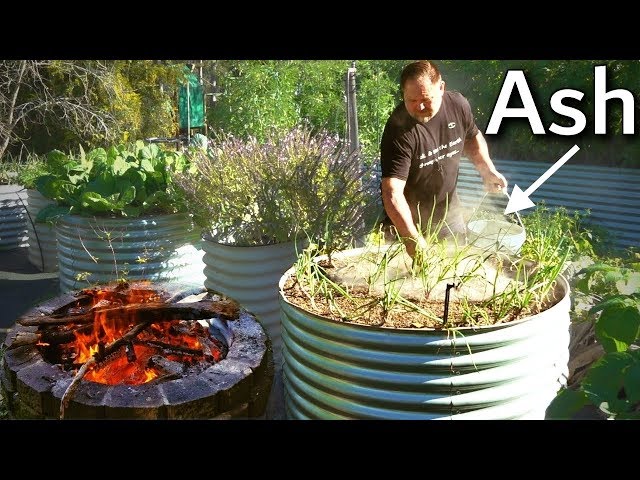 What Happens When You Use Ash in the Garden?