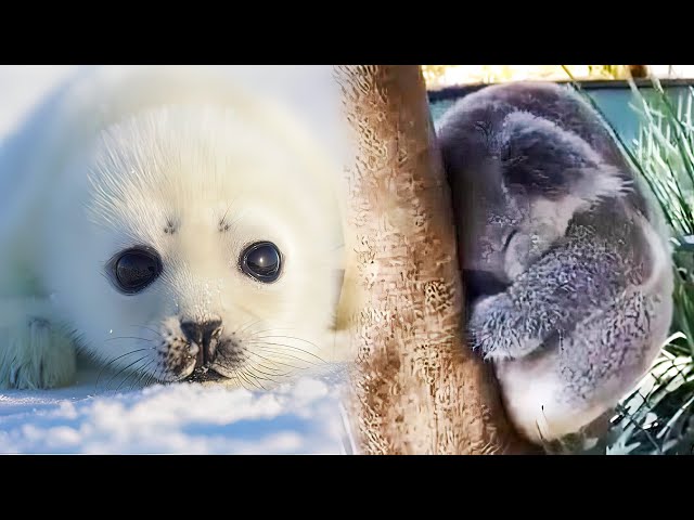 THE CUTEST BABY ANIMALS