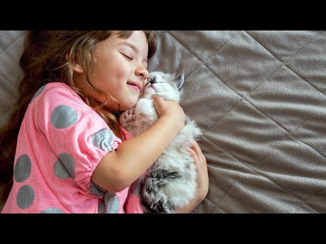 Cute Kittens And Cats Cuddling - Best Of Kittens And Cats Cuddling