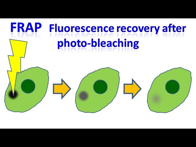 Fluorescence recovery after photobleaching | FRAP