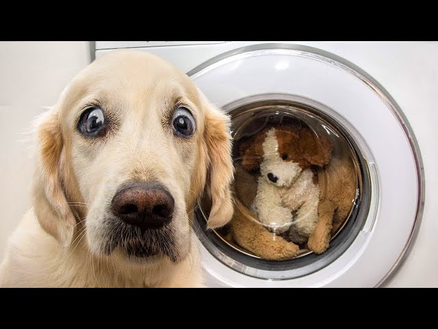 Dogs In Funny Situations - Try Not To Laugh!