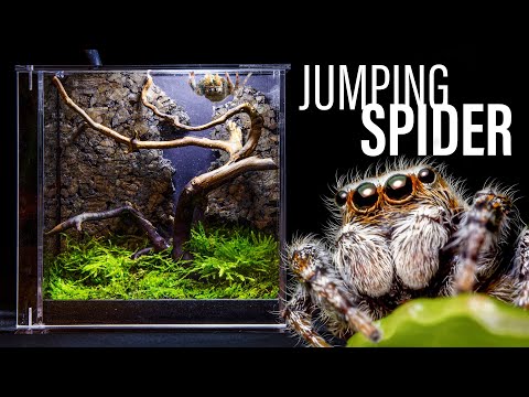 Jumping Spider Vivarium (Easy & Beautiful DIY Setup)