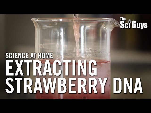 The Sci Guys: Science at Home - SE2 - EP15: Extracting Strawberry DNA