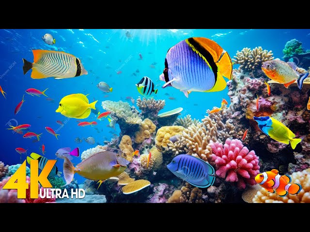Under red sea 4K🐠Exploring Vibrant Coral Reefs, Exotic Fish & Colorful Sea Life - 4K Video Ultra HD