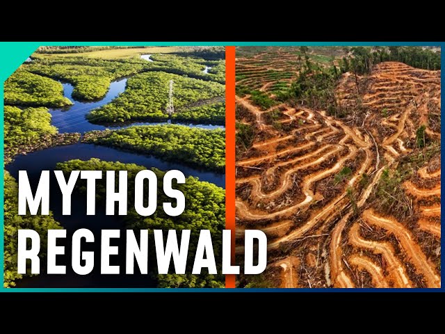 Mythos Regenwald: Wieso er NICHT die "grüne Lunge der Erde" ist