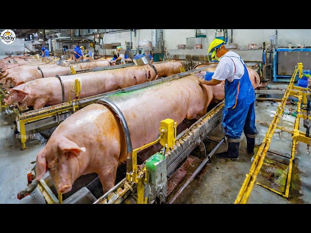 Satisfying Videos Modern Food Technology Processing Machines That At Another Level ▶25