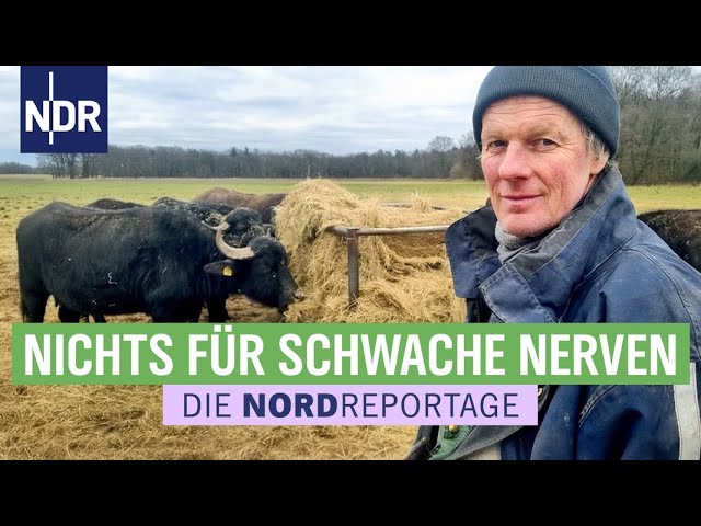 Bisons und Wasserbüffel - ein Fall für die Rinder-Rancher | Die Nordreportage | NDR