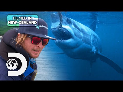 Phred the Legendary Kiwi Great White Shark | Shark Week: Jaws Awakens