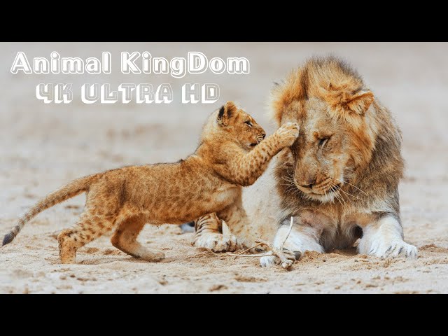 Animal Kingdom 4K: A must-watch journey for animal lovers!