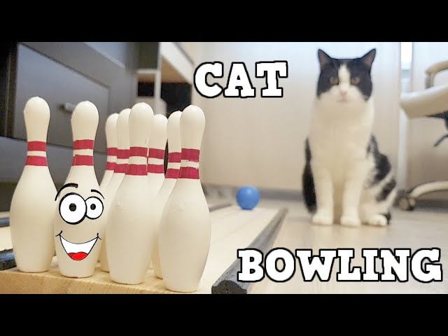 Cat in BOWLING as a professional !!