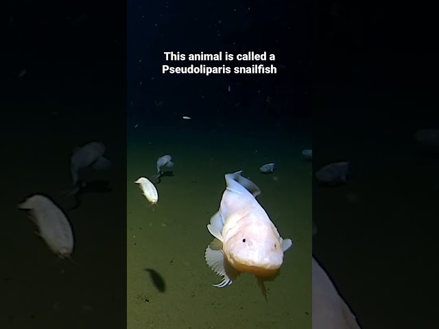 Deepest fish 🐠 8,336 metres by the Pseudoliparis snailfish