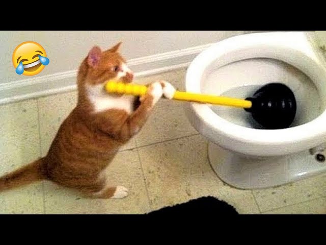 Best Funny Animals 2023 😻 Funniest Dogs and Cats 😍🐶 Part 8