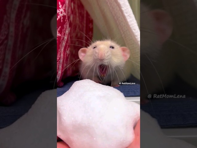 Pet Rats Reaction To Snow ❄️🐀 Rats see snow for the first time ☃️ #shorts #rats