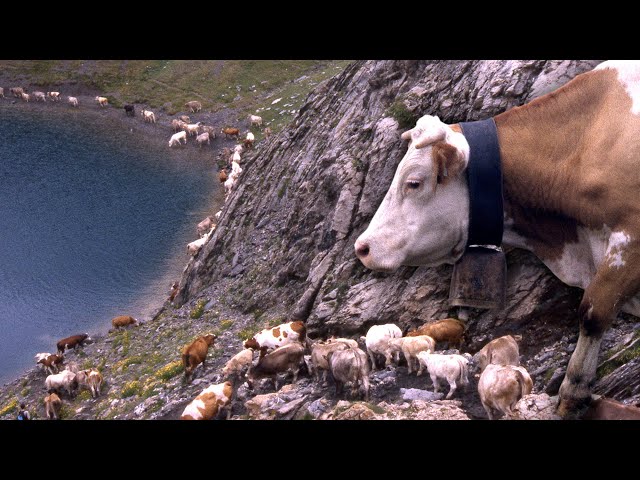 Transhumance of 1,000 cows in the Pyrenees. Displacement of cattle to the mountains