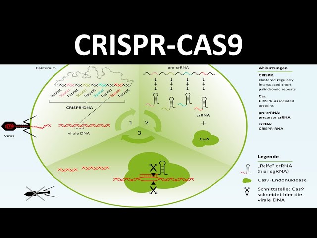 CRISPR-Cas / CRISPR  Cas9 [Ein Verfahren des Genom-editing] - [Biologie, Gentechnik, Oberstufe]