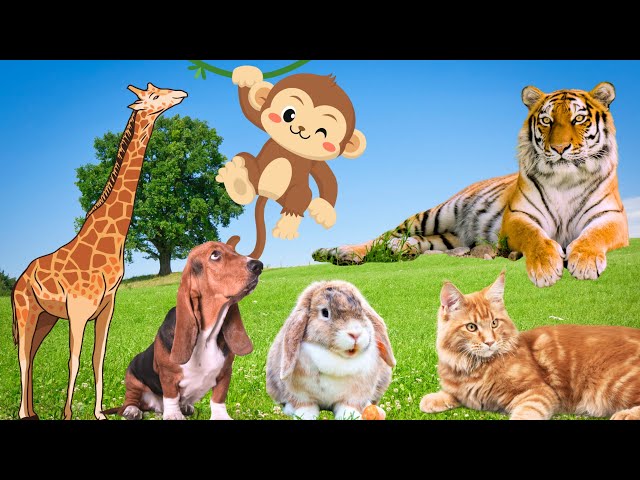 Most Interesting Animals - Giraffe, Monkey, Tiger, Dog, Rabbit - Animal Moments