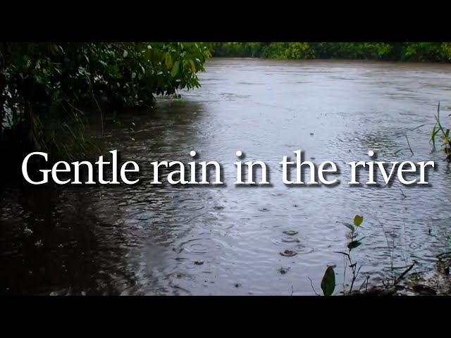 The sound of riverside rain on a rainy day, a lullaby, the sound of rain, falling rain. gentle rain