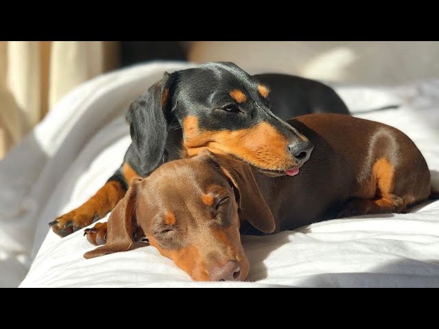 Dachshund Daily Routines , Try To Not Laugh Weiner Sausage Dackel Teckel Dog Video compilation.