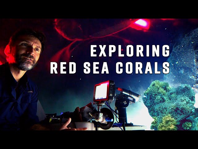 How A Scientist Explains The Coral Crisis To His Kid