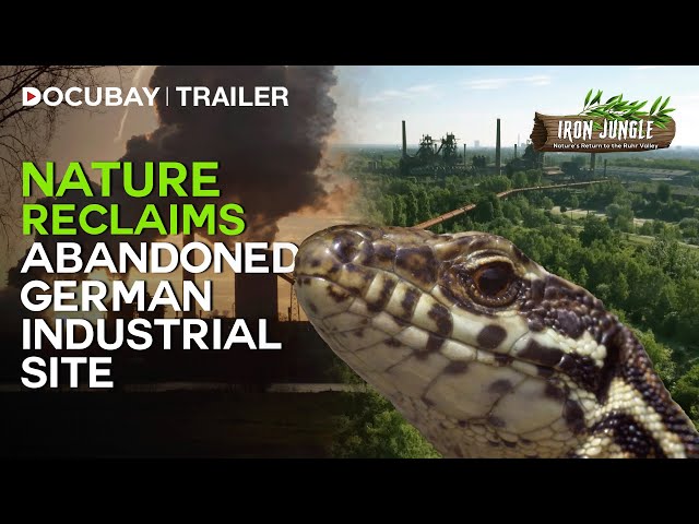 Nature's Rebirth in Ruhr Valley | IRON JUNGLE- Nature's Return To The Ruhr Valley