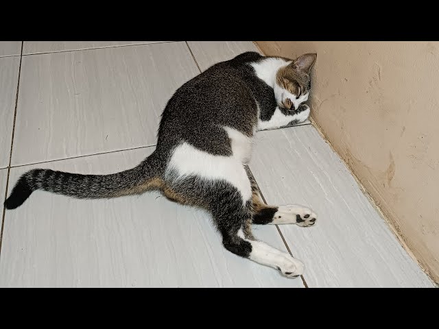 Maen Lagi #cat #anabul #kucing #catlover #kucinglucu #videokucing #funnycats #fyp #viral #cutecat