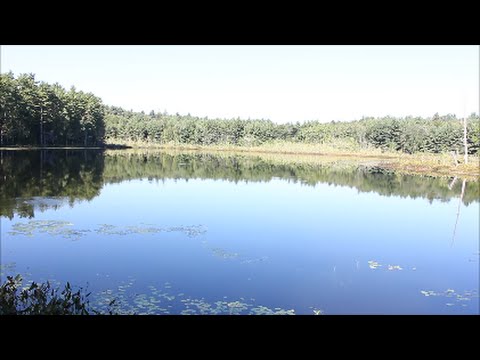 Overnight Bushcraft - Survival Trip: Late Summer at Wild Pond