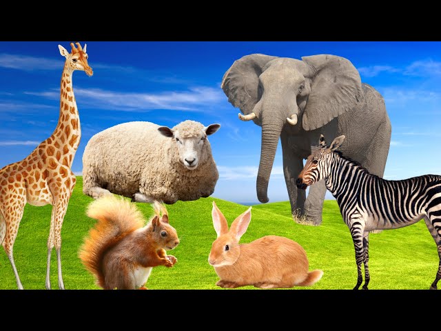 Farm animals, animal sounds - Sheep, Cow, Rabbit, Horse - Animal paradise