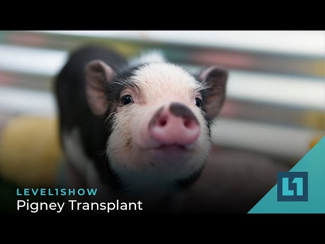 The Level1 Show August 25 2023: Pigney Transplant