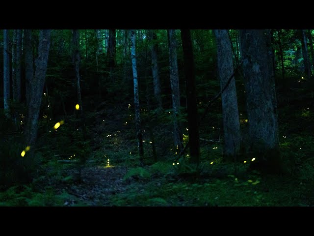 Synchronous Fireflies in the Great Smoky Mountains National Park